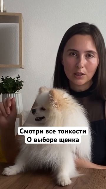О покупке шпица #бонди #пушистыйдруг #собака #шпиц #шпицалогия #пес #померанец #щенок #выборщенка