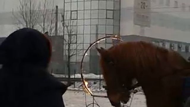 Лошадь прыгнула в кольцо