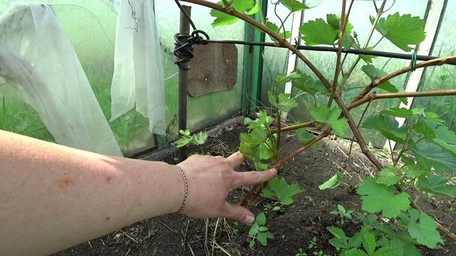 Формирование винограда весной