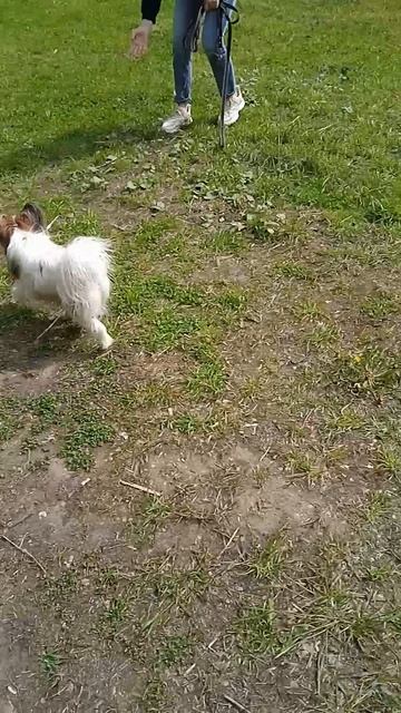17-05-2025Платоша и лола играют в доганки