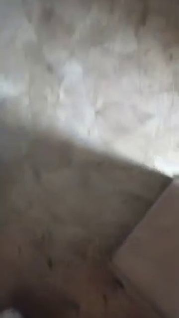 Дезинсекция квартиры