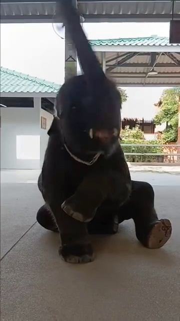 1000087785.mp4