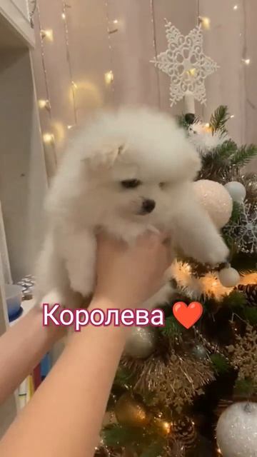Шпицуля, щенок, девочка наша ❤ #шпиц #видеоссобаками #щенки