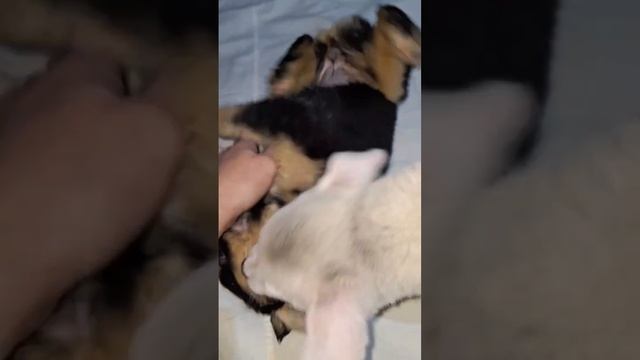 Наш домашний детский сад ясли