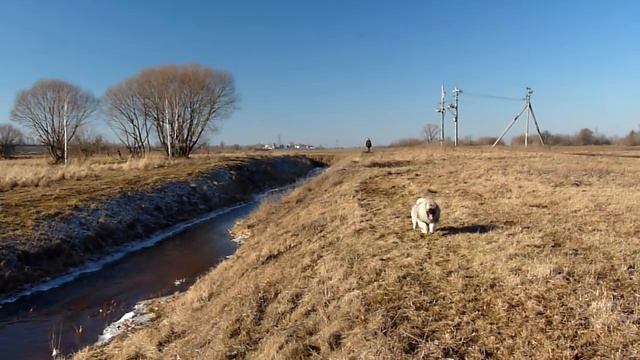 Атос на прогулке вдоль ручья