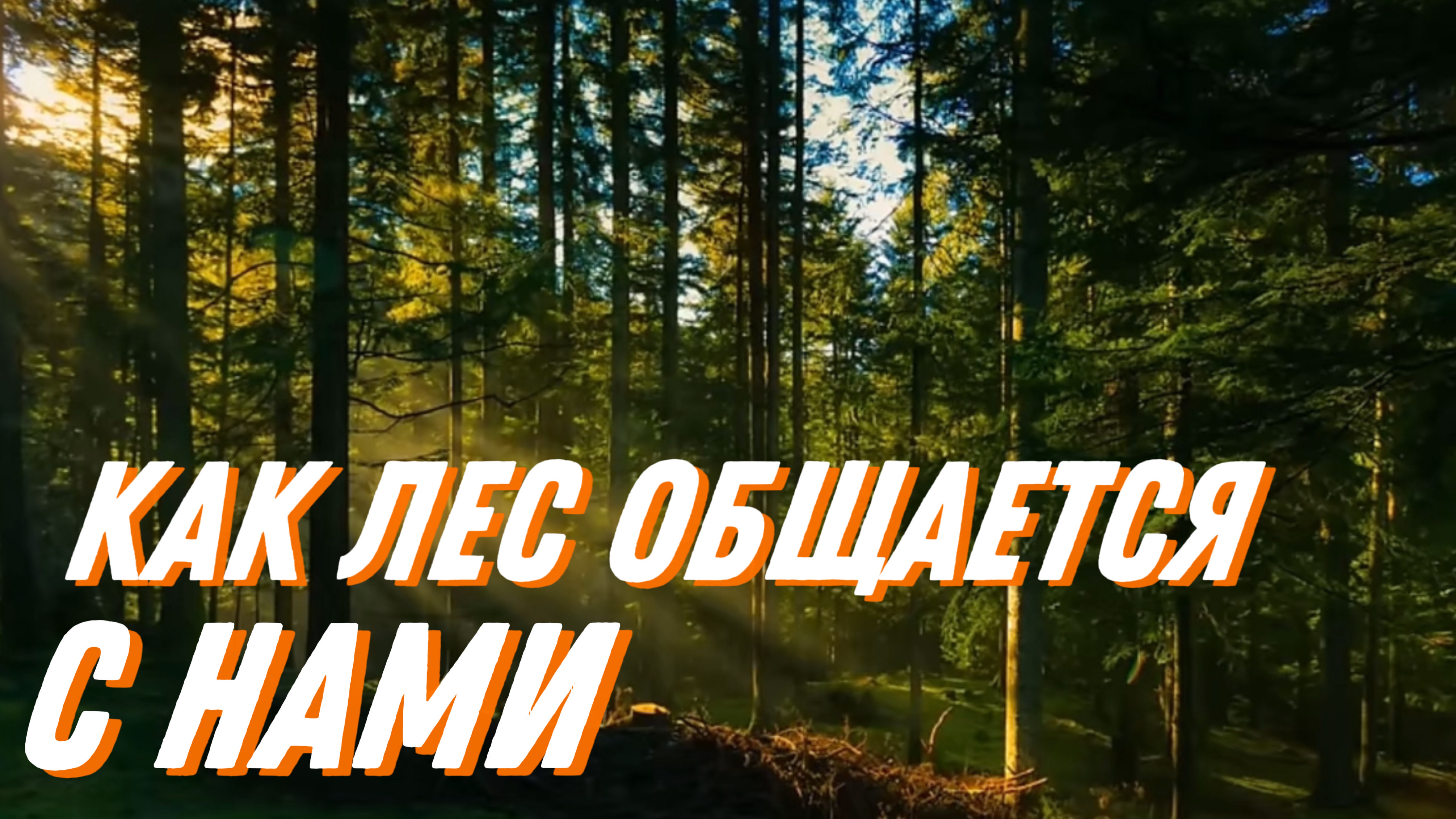 КАК ЛЕС ОБЩАЕТСЯ С НАМИ?