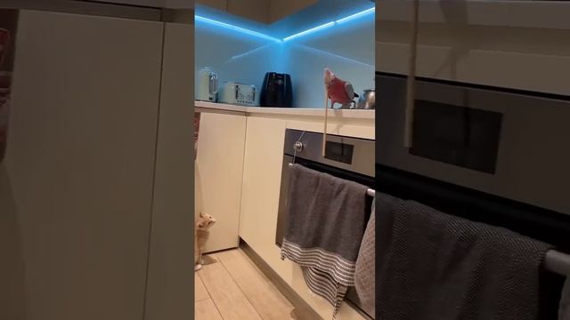 Cat and parrot