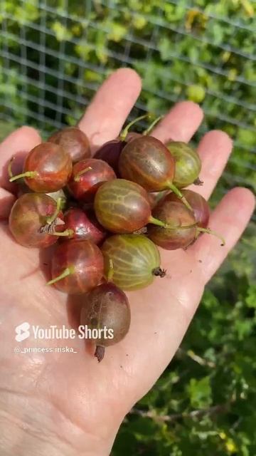 #дача#крыжовник