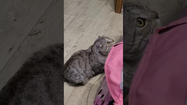 Котик " Филя"!