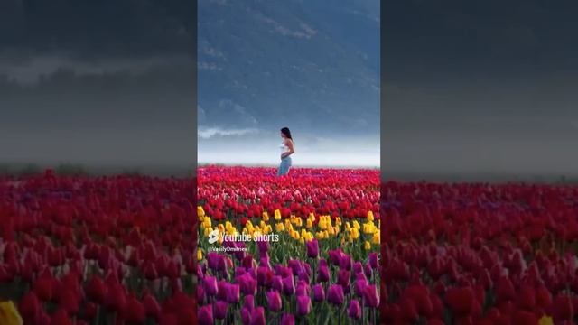 Я люблю тебя любовью сумасшедшею автор песни Василий Дмитриев #песня #музыка #любовь #love #shorts