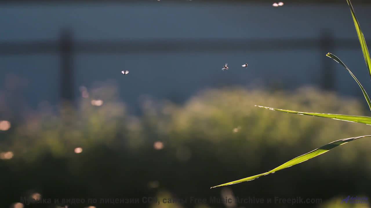 Он доказывает, что мир все еще полон чудес! - Upper Levels -- Ketsa -- Abundance