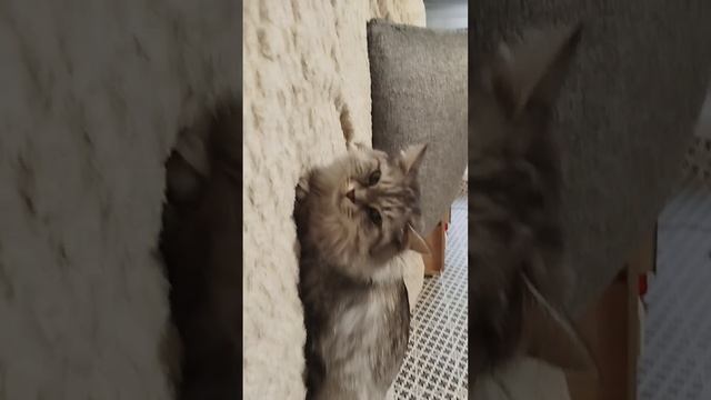 мой питомец