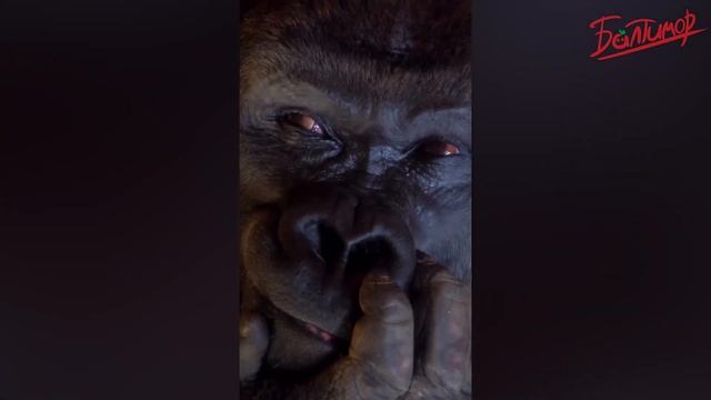 013  ЗАСМЕЯЛСЯ ПОДПИСАЛСЯ   Тест на Психику Челендж   ЛУЧШИЕ ПРИКОЛЫ 2024 года   УГАР #116