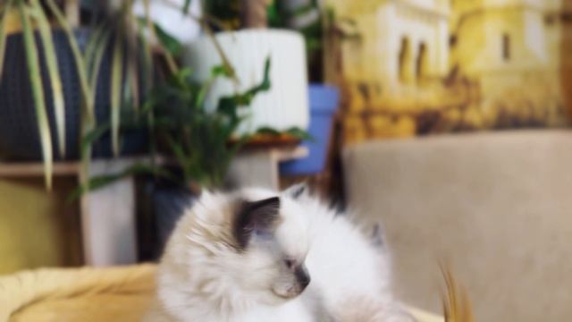 Нежнейший малыш рэгдолл Bugatti 🩵 https://vk.com/okcats_40
Inst: @okcats_40