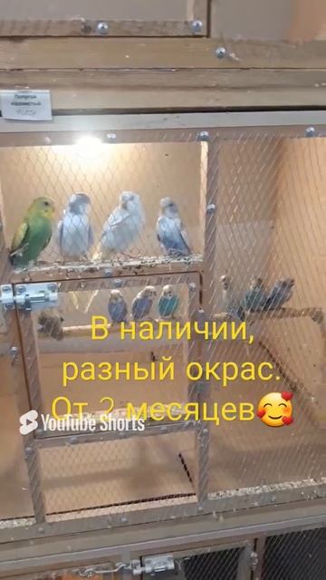 Попугайчики, в наличии в магазине г. Иркутск, ул. Трудовая 56/1.