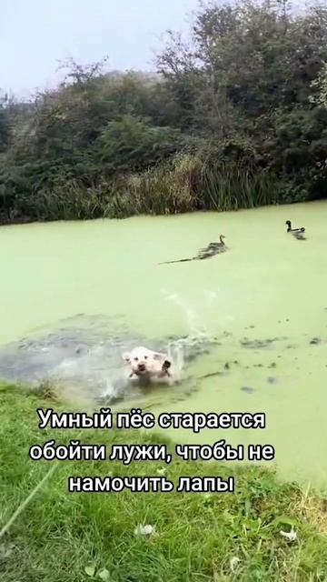 🐕 собака😄
