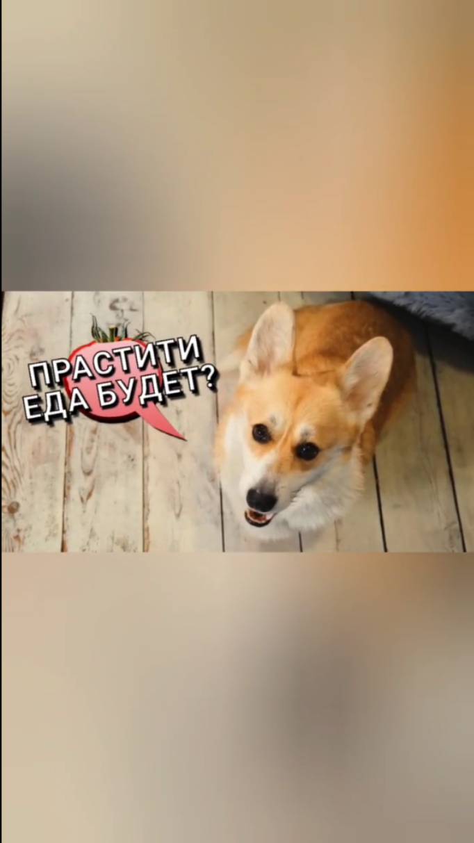 Много корги не бывает🤩