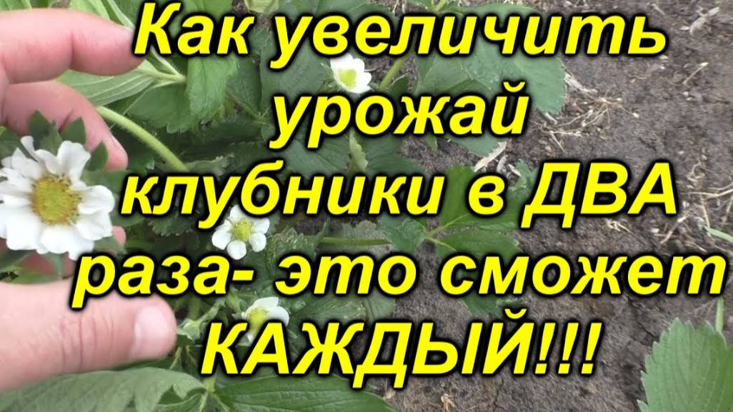 🔥 Как легко увеличить урожай клубники в 2 раза! Если сделать одну очень простую вещь!