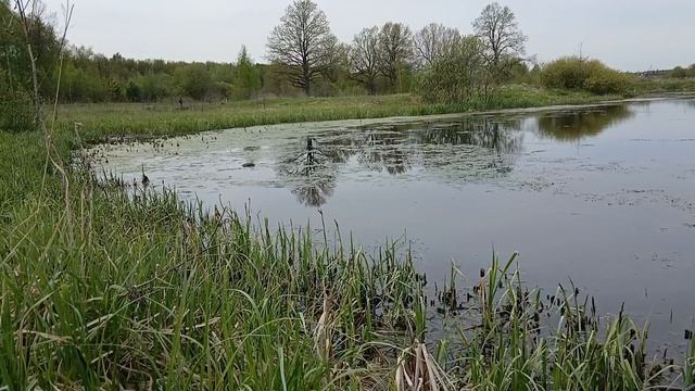 Начало невеста у карася