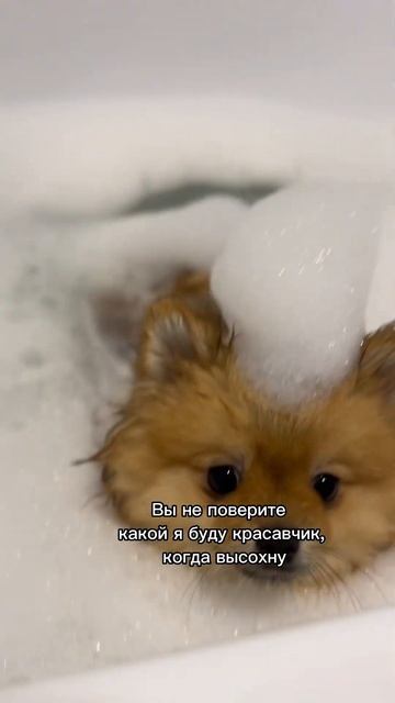 #рекомендации #шпиц