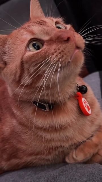 Каджит учит взлому