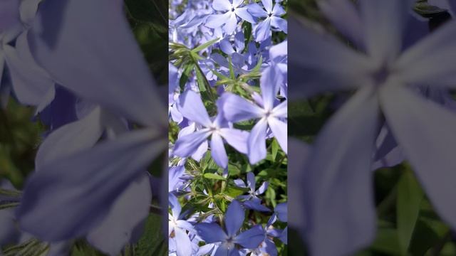17-05-2025 Сегодня 17 Мая.  Тепло , по летнему, все цветёт и благоухает....