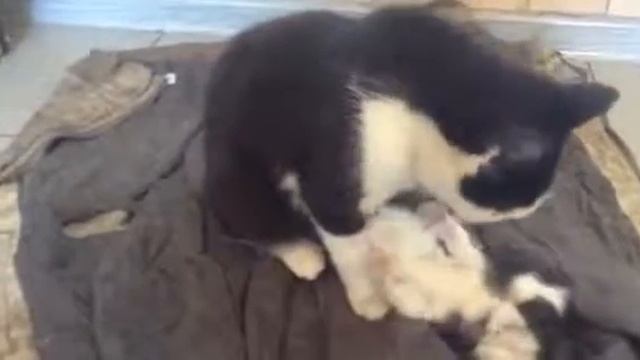 кошка на фуфайке