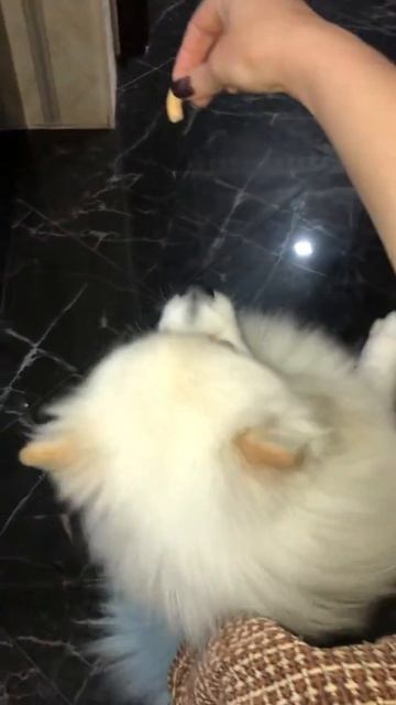 Умный шпиц Пауль выполняет команды🥰😍😜