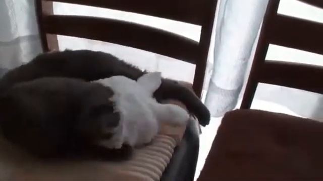 Прикол с котом;) Заяц кот или просто котозаяц
