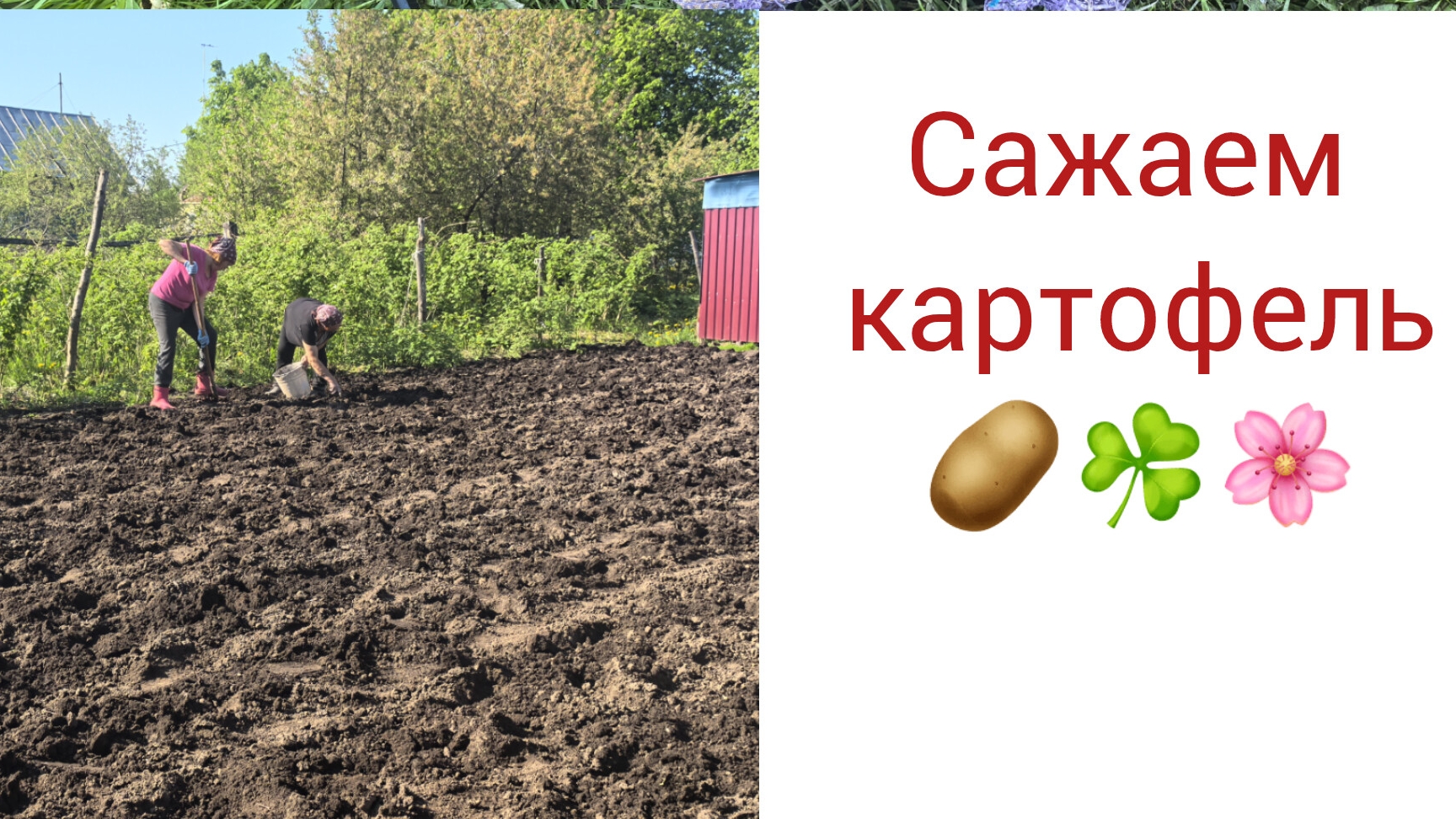 Сажаем картошку