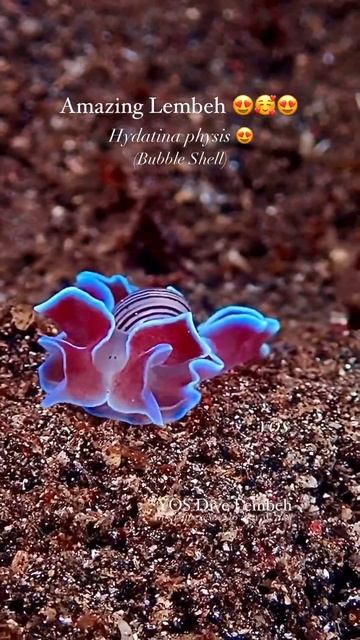 Hydatina physis 🥺