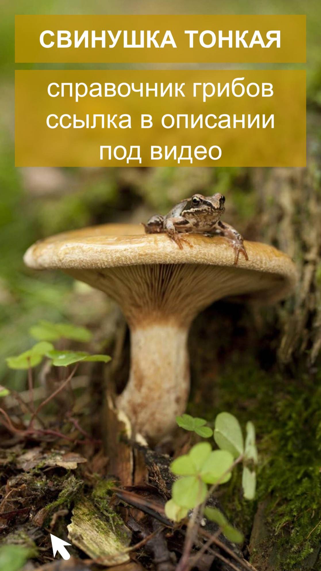 Свинушка тонкая - справочник грибов