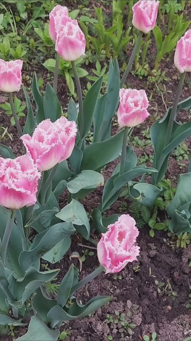 РОЗОВАЯ НЕЖНОСТЬ