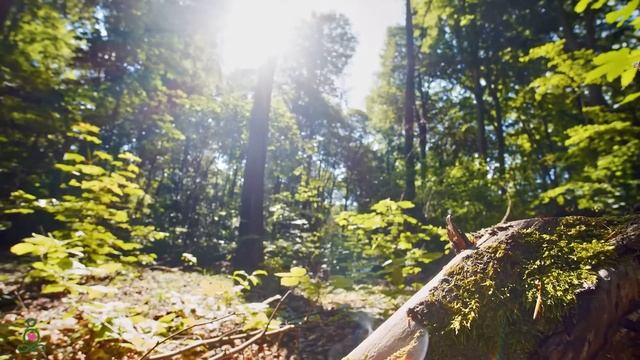 Soothing Music In The Quiet Forest🌿 Stop Overthinking, Stress Relief Music, Sleep, Calming Music