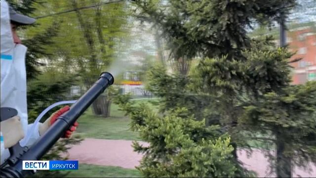 Обработку насаждений от горностаевой моли начали в Иркутске