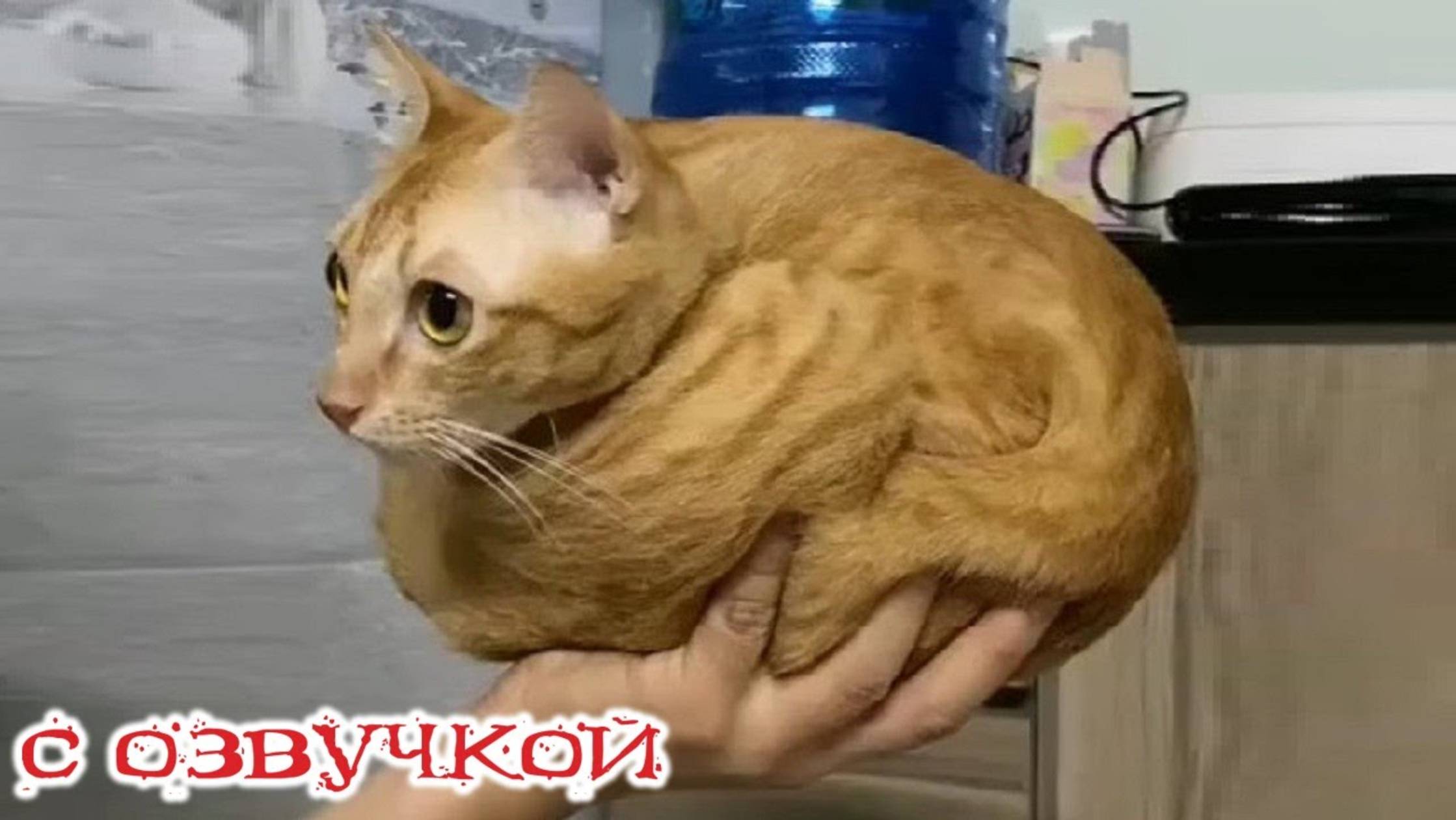 Приколы с котами! С ОЗВУЧКОЙ!! - Смешные коты и кошки! Смешные видео с животными!!!