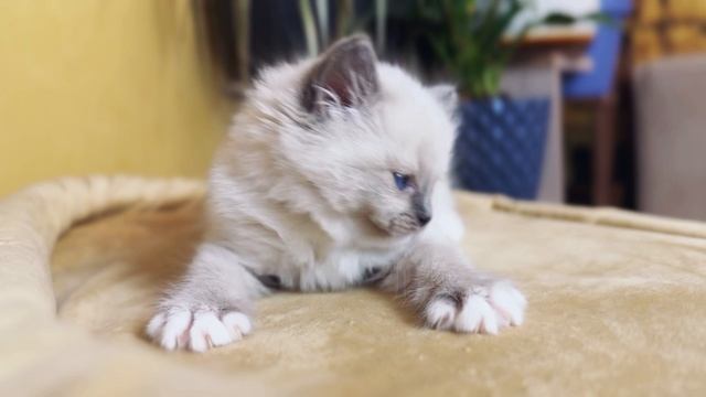 Красавчик рэгдолл Baron 💙 в шикарном экстерьере! 
https://vk.com/okcats_40
Inst: @okcats_40
