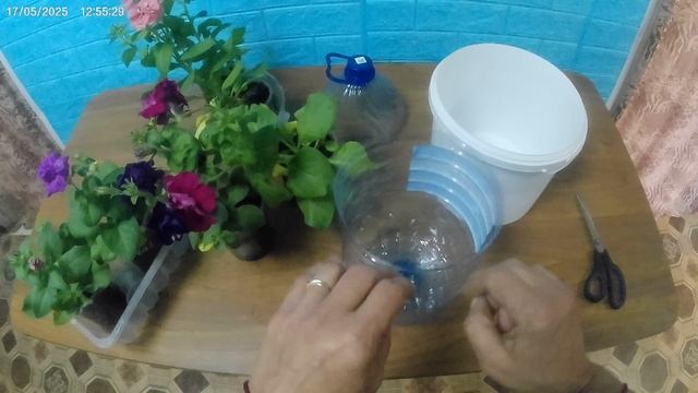 Петунии стало тесно в стаканчиках.
