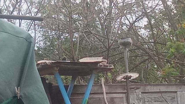 Скворцы таскают птенцам вареную кашу пшеничку