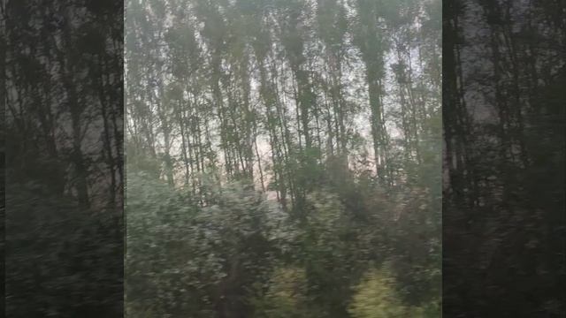 Белая черёмуха душистая щедро зацвела в моём краю