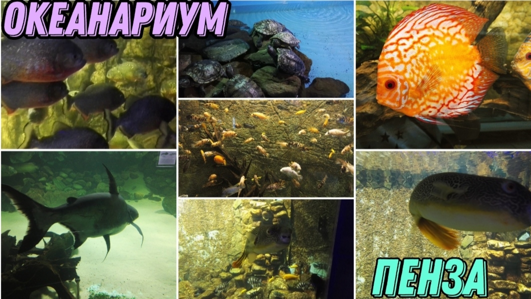 ОКЕАНАРИУМ В ПЕНЗЕ 🐟🪸🐠