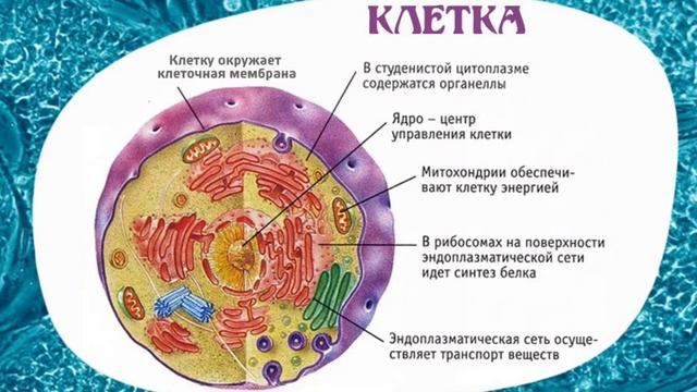 НОВЫЙ МИР⚛ #гравитация планеты  #мессия #нибиру #вирус #клетка #катаклизмы #feofora #утешитель #нави
