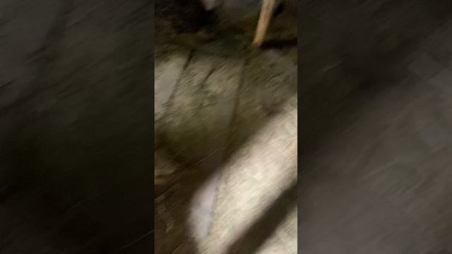 Крольчата ❤️❤️❤️