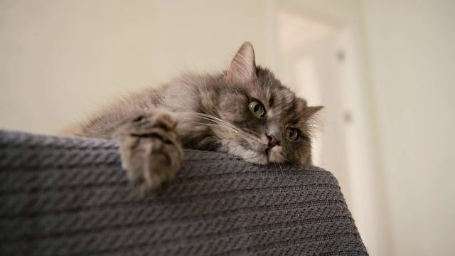 Животные по английски Лунин Максим В60