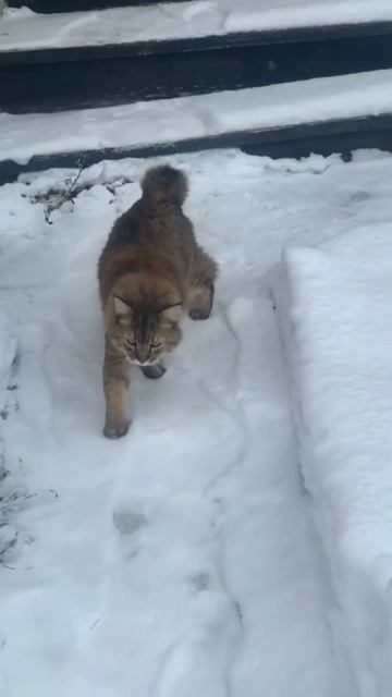 ❄️Ой,снег-снежок, белая метелица!☃️