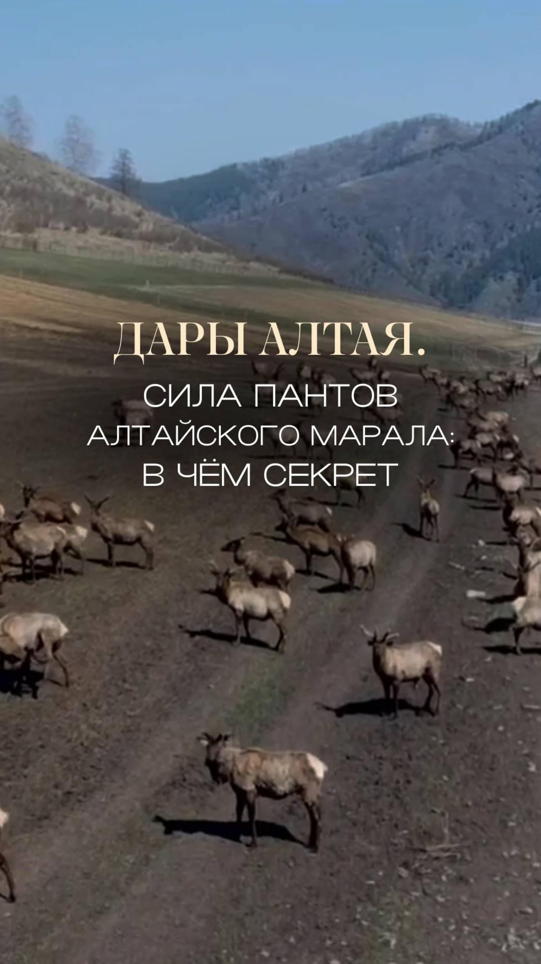 Сила пантов алтайского марала: в чем секрет?