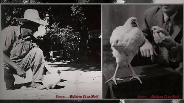 ЖИВОТ БЕЗ ГЛАВА (УЖАСЯВАЩАТА ИСТОРИЯ ЗА МАЙК)