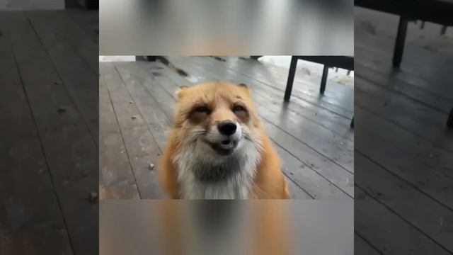 Классный у вас салон! Наверное, целая очередь из лисичек выстраивается)