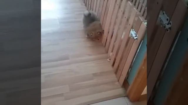 Питомник шпицев Shanti_EM