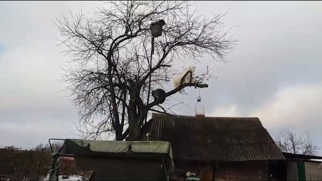 ВОТ ЭТО ДА! Барс и Снежка ещё обижаются друг на друга